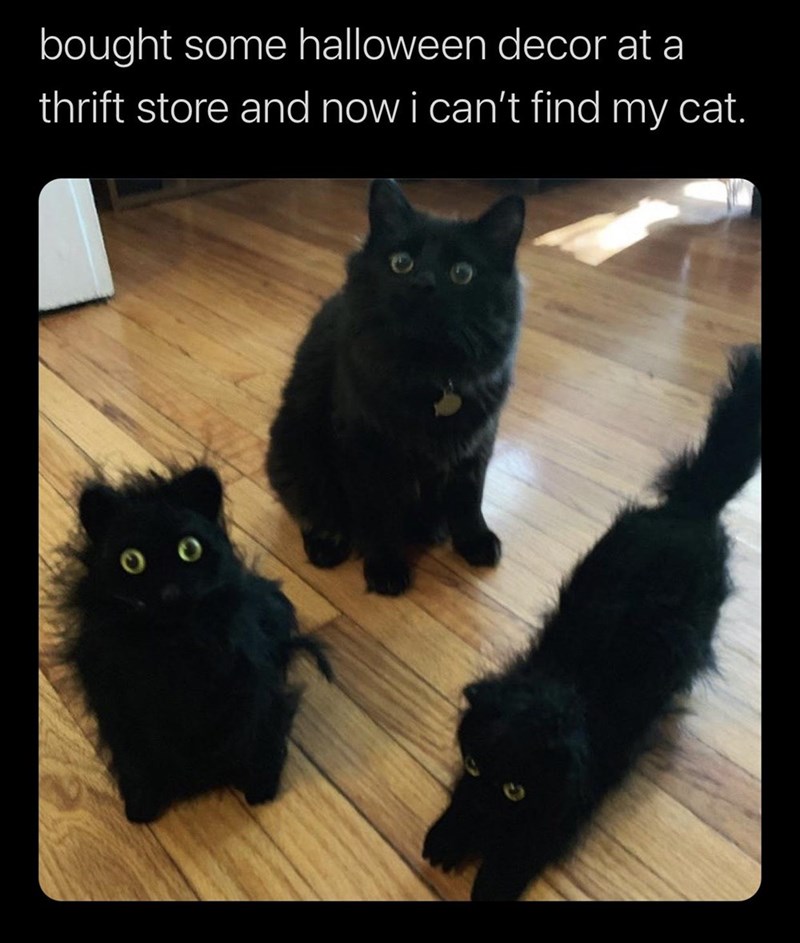 black cat - bought some halloween decor at a thrift store and now i can't find my cat.