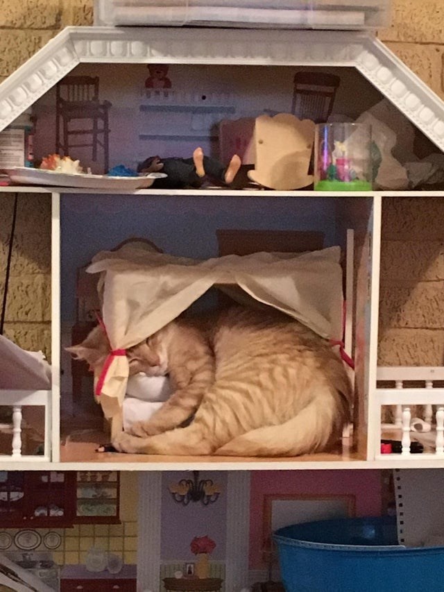 cat doll house