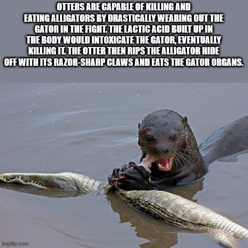 otter eating alligator - Otters Are Capable Of Killing And Eating Alligators By Drastically Wearing Out The Gator In The Fight. The Lactic Acid Built Up In The Body Would Intoxicate The Gator, Eventually Killing Il. The Otter Then Rips The Alligator Hide 