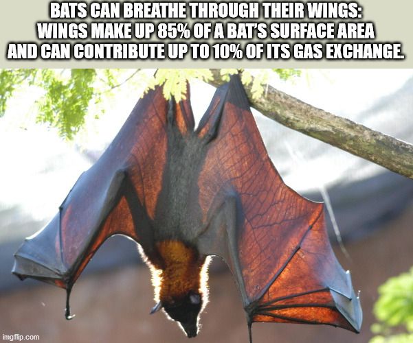 sheltered college freshman - Bats Can Breathe Through Their Wings Wings Make Up 85% Of A Bat'S Surface Area And Can Contribute Up To 10% Of Its Gas Exchange imgflip.com