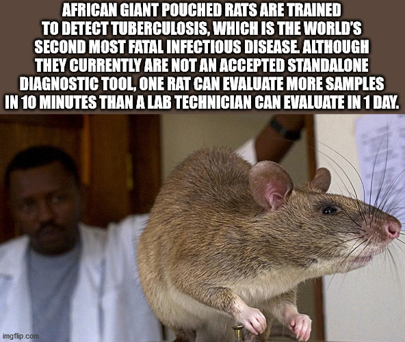 gambian pouched rat - African Giant Pouched Rats Are Trained To Detect Tuberculosis, Which Is The World'S Second Most Fatal Infectious Disease. Although They Currently Are Not An Accepted Standalone Diagnostic Tool, One Rat Can Evaluate More Samples In 10