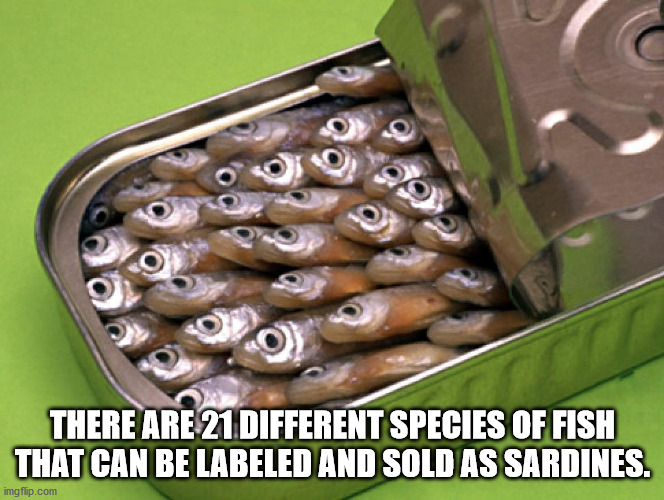 sardines in a can - There Are 21 Different Species Of Fish That Can Be Labeled And Sold As Sardines. imgflip.com