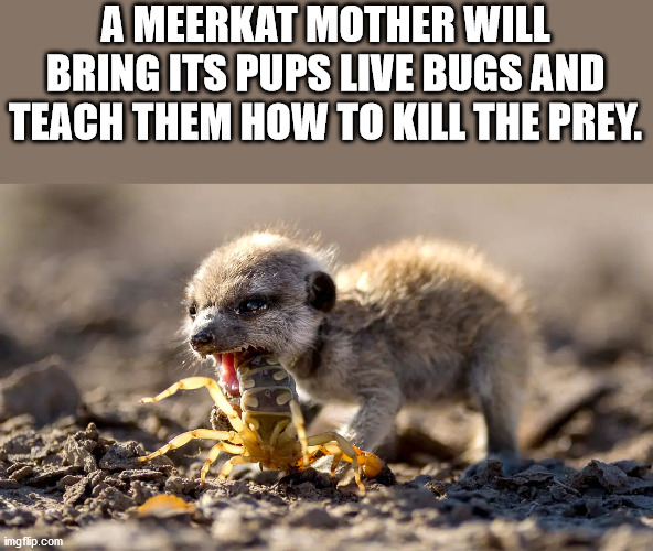 meerkat adaptations - A Meerkat Mother Will Bring Its Pups Live Bugs And Teach Them How To Kill The Prey. imgflip.com