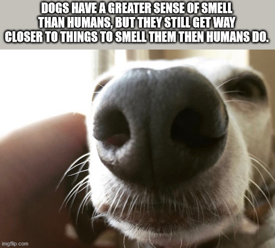 last night was a blur - Dogs Have A Greater Sense Of Smell Than Humans, But They Still Get Way Closer To Things To Smell Them Then Humans Do. imgflip.com