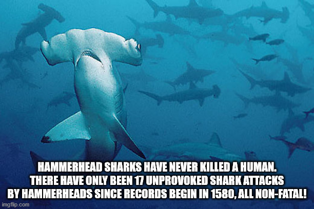 marine biology - Hammerhead Sharks Have Never Killed A Human. There Have Only Been 17 Unprovoked Shark Attacks By Hammerheads Since Records Begin In 1580, All NonFatal! imgflip.com