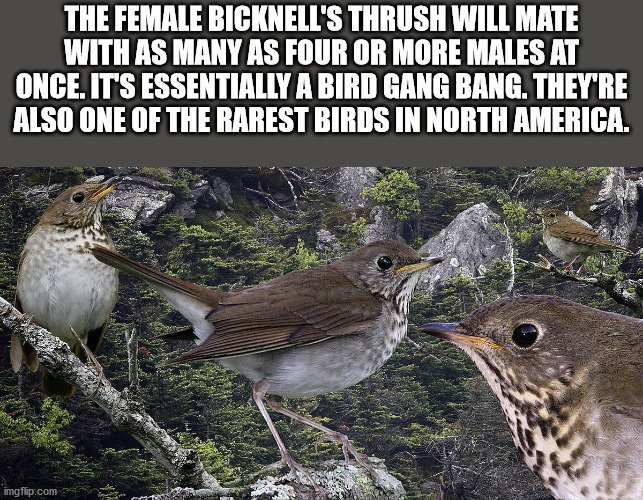 fauna - The Female Bicknell'S Thrush Will Mate With As Many As Four Or More Males At Once. It'S Essentially A Bird Gang Bang. They'Re Also One Of The Rarest Birds In North America. imgflip.com