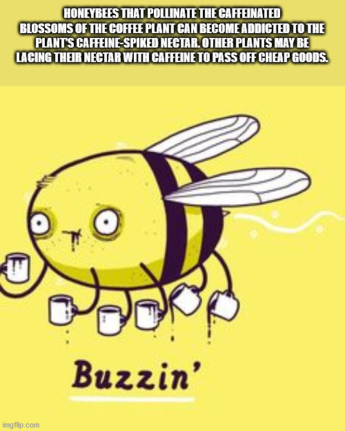 bee drinking coffee - Honeybees That Pollinate The Caffeinated Blossoms Of The Coffee Plant Can Become Addicted To The Plants CaffeineSpiked Nectar. Other Plants May Be Lacing Their Nectar With Caffeine To Pass Off Cheap Goods. Buzzin' imgflip.com