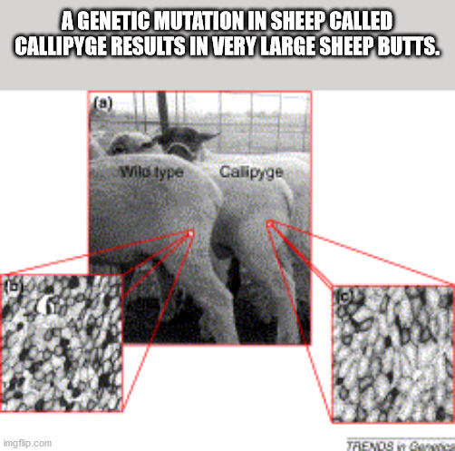 angle - A Genetic Mutation In Sheep Called Callipyge Results In Very Large Sheep Butts. Wilo type Calipyge imgflip.com Trends