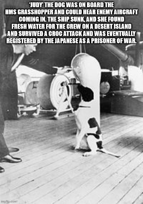 Judy - Judy The Dog Was On Board The Hms Grasshopper And Could Hear Enemy Aircraft Coming In. The Ship Sunk, And She Found Fresh Water For The Crew On A Desert Island And Survived A Croc Attack And Was Eventually Registered By The Japanese As A Prisoner O