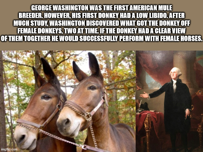 bridle - George Washington Was The First American Mule Breeder. However, His First Donkey Had A Low Libido. After Much Study, Washington Discovered What Got The Donkey Off Female Donkeys, Two At Time. If The Donkey Had A Clear View Of Them Together He Wou