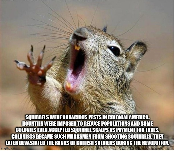 funny squirrel - Squirrels Were Voracious Pests In Colonial America. Bounties Were Imposed To Reduce Populations And Some Colonies Even Accepted Squirrel Scalps As Payment For Taxes. Colonists Became Such Marksmen From Shooting Squirrels, They Later Devas