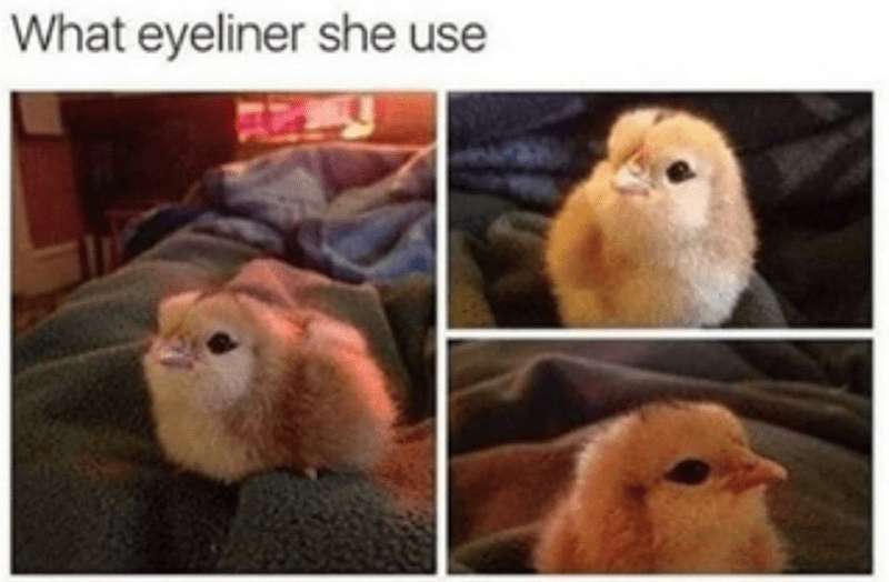 bird memes clean cute - What eyeliner she use