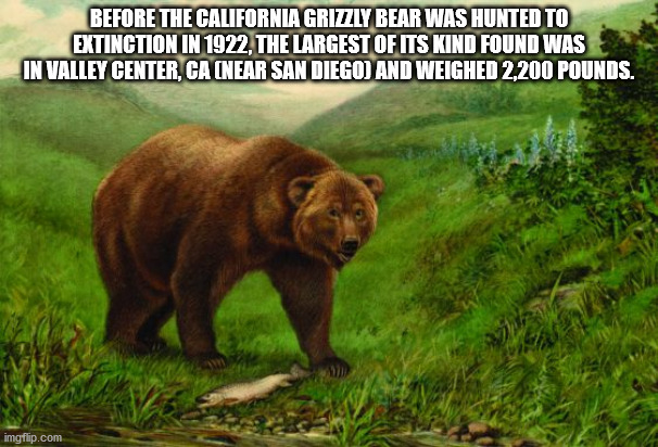 california grizzly bear - Before The California Grizzly Bear Was Hunted To Extinction In 1922, The Largest Of Its Kind Found Was In Valley Center, Ca Near San Diego And Weighed 2,200 Pounds. imgflip.com