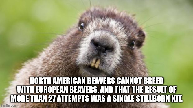 beaver meat - North American Beavers Cannot Breed With European Beavers, And That The Result Of More Than 27 Attempts Was A Single Stillborn Kit. imgflip.com