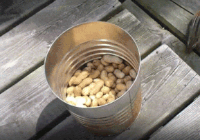 Moving Image Mayhem; (animal edition)