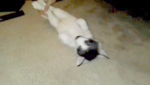 Moving Image Mayhem; (animal edition)