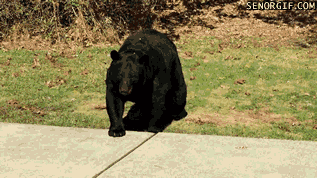 Moving Image Mayhem; (animal edition)