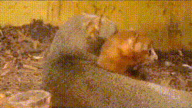 Moving Image Mayhem; (animal edition)