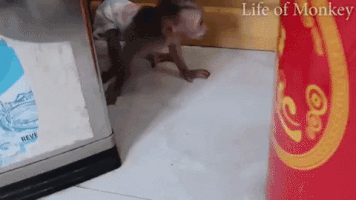 Moving Image Mayhem; (animal edition)