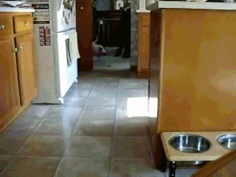 Moving Image Mayhem; (animal edition)