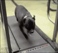 Moving Image Mayhem; (animal edition)