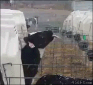 Moving Image Mayhem; (animal edition)