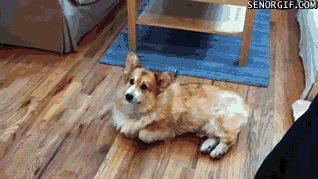 Moving Image Mayhem; (animal edition)