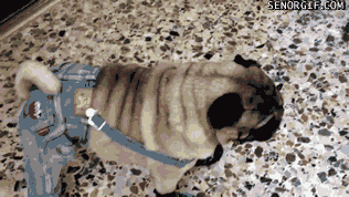 Moving Image Mayhem; (animal edition)