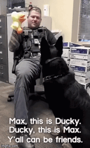 Moving Image Mayhem; (animal edition)