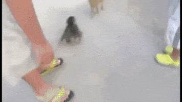 Moving Image Mayhem; (animal edition)