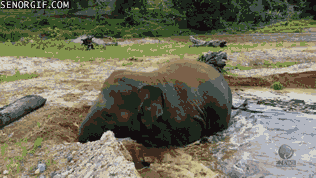 Moving Image Mayhem; (animal edition)