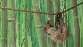 Moving Image Mayhem; (animal edition)