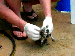 Moving Image Mayhem; (animal edition)