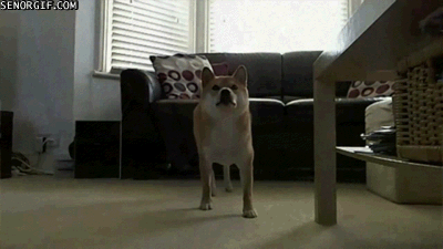 Moving Image Mayhem; (animal edition)