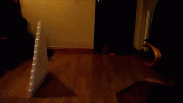 Moving Image Mayhem; (animal edition)