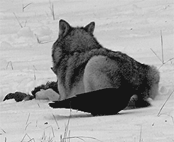 Moving Image Mayhem; (animal edition)