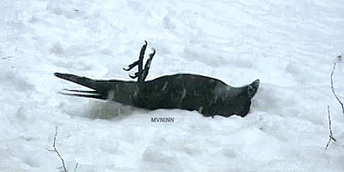 Moving Image Mayhem; (animal edition)