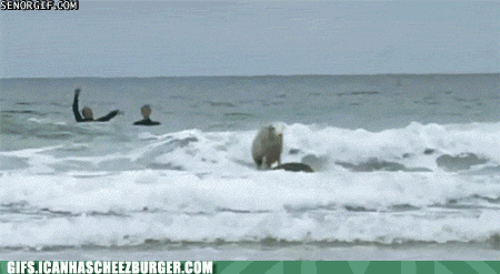 Moving Image Mayhem; (animal edition)