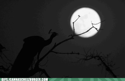 Moving Image Mayhem; (animal edition)