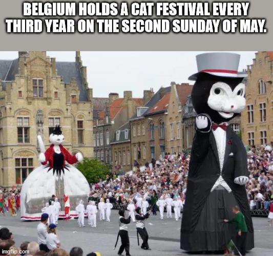 court hall ieper - Belgium Holds A Cat Festival Every Third Year On The Second Sunday Of May. imgflip.com