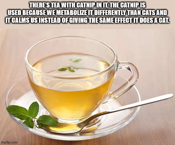 world best tea - There'S Tea With Catnip In It, The Catnip Is Used Because We Metabolize It Differently Than Cats And It Calms Us Instead Of Giving The Same Effect It Does A Cat. imgflip.com