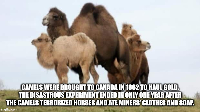 camel in canada - Camels Were Brought To Canada In 1862 To Haul Gold. The Disastrous Experiment Ended In Only One Year After The Camels Terrorized Horses And Ate Miners' Clothes And Soap. imgflip.com