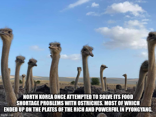 ostrich - North Korea Once Attempted To Solve Its Food Shortage Problems With Ostriches. Most Of Which Ended Up On The Plates Of The Rich And Powerful In Pyongyang. imgflip.com