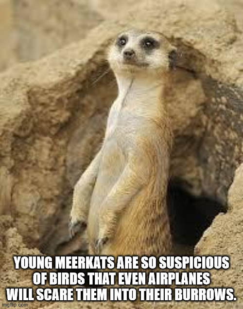 meerkat - Young Meerkats Are So Suspicious Of Birds That Even Airplanes Will Scare Them Into Their Burrows. imgflip.com