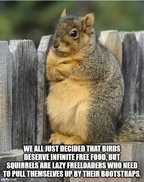 funny animal - We All Just Decided That Birds Deserve Infinite Free Food, But Squirrels Are Lazy Freeloaders Who Need To Pull Themselves Up By Their Bootstraps. imgflip.com
