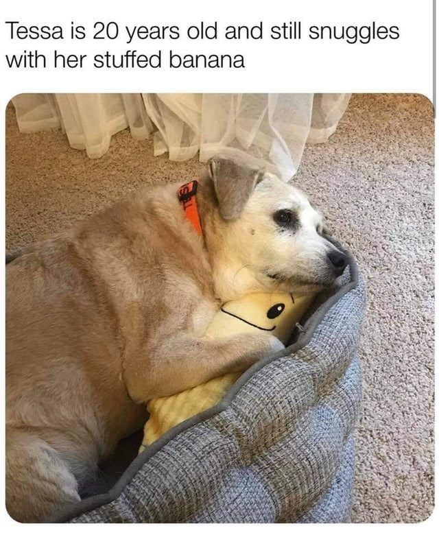 20 year old dog - Tessa is 20 years old and still snuggles with her stuffed banana