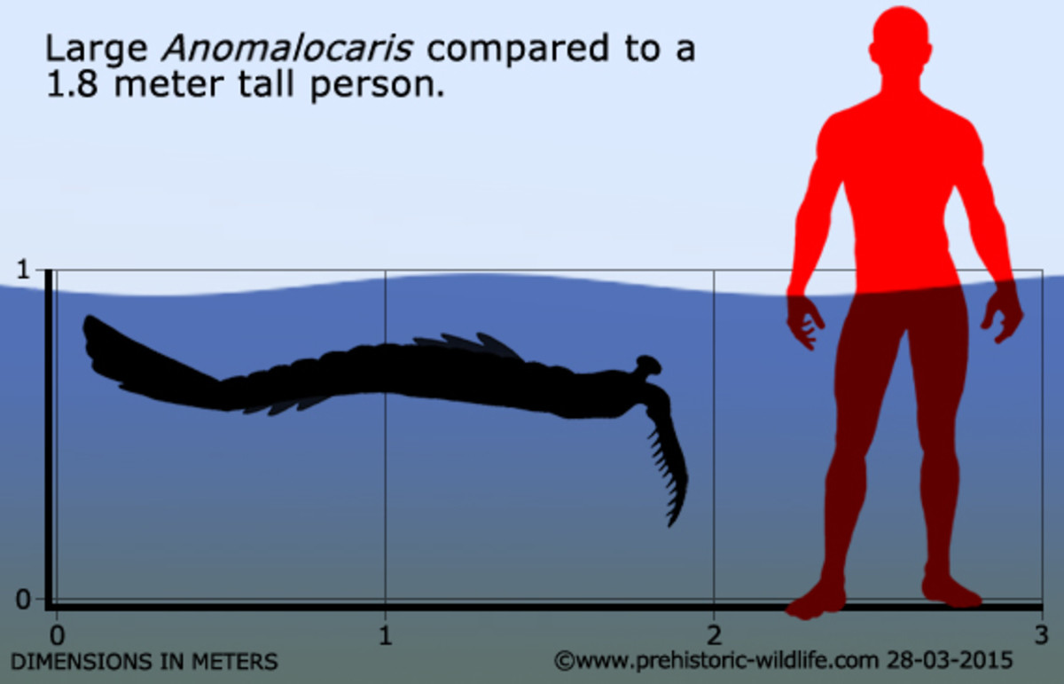 cambrian anomalocaris - Large Anomalocaris compared to a 1.8 meter tall person. 1 1 0 0 Dimensions In Meters 3 2 28032015