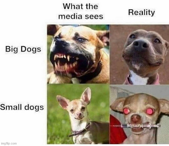 chihuahuas are evil - What the media sees Reality Big Dogs Small dogs imgflip.com
