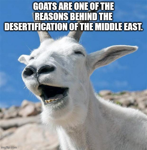 laughing goat - Goats Are One Of The Reasons Behind The Desertification Of The Middle East. imgflip.com