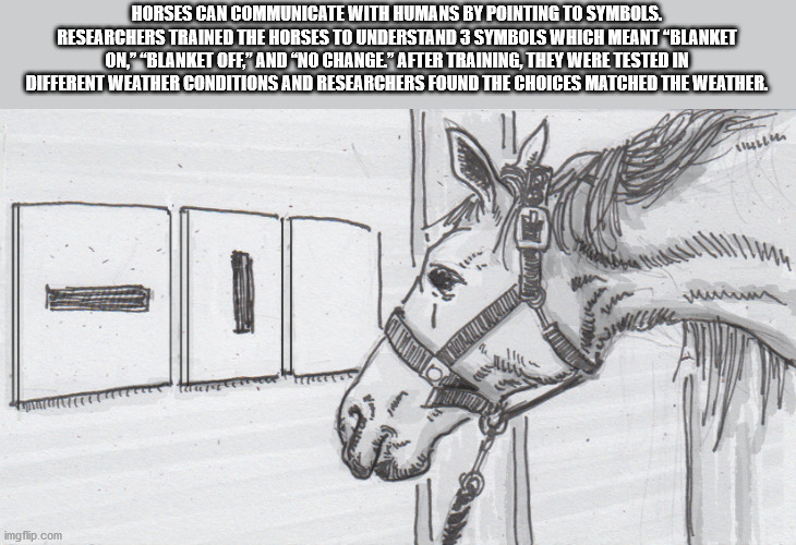 cartoon - Horses Can Communicate With Humans By Pointing To Symbols. Researchers Trained The Horses To Understand 3 Symbols Which Meant Blanket On," "Blanket Off;" And "No Change" After Training, They Were Tested In Different Weather Conditions And Resear